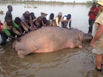 The 'Wicked' Hippo